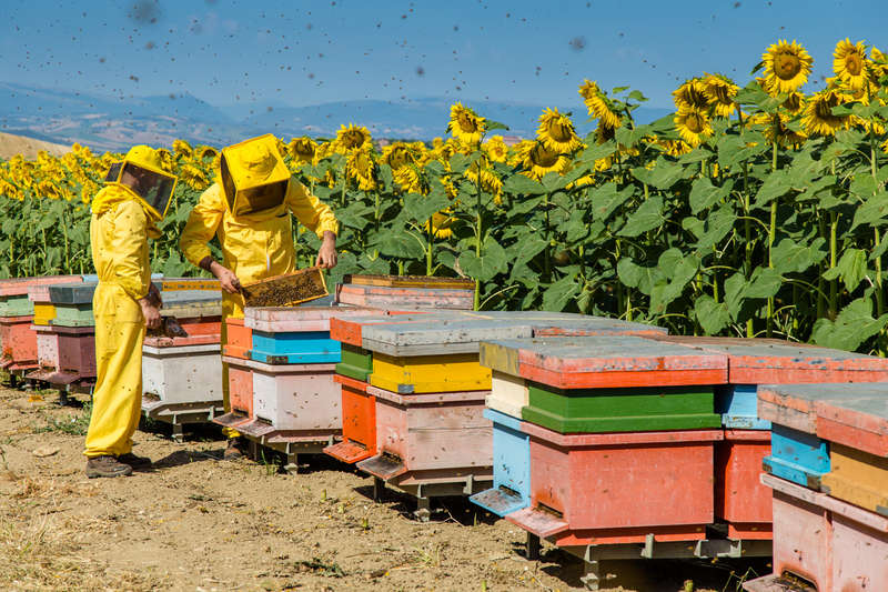 Concorso “Le api e l’olio” di Monini, in partnership con LifeGate, a tutela delle api nel Gargano