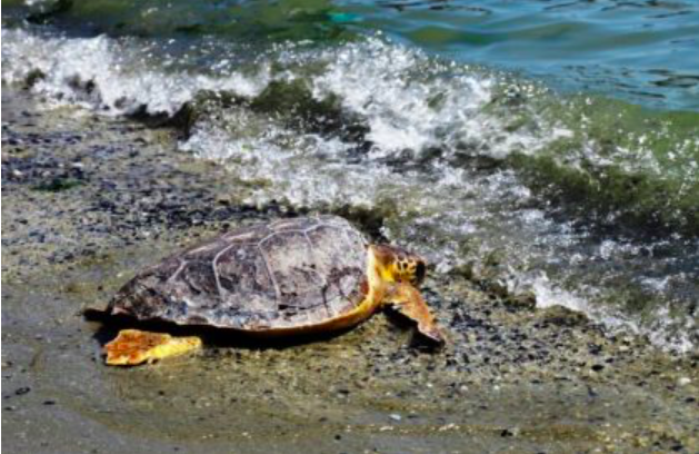 Goro: si inaugura il Pronto Soccorso e Cura per tartarughe marine