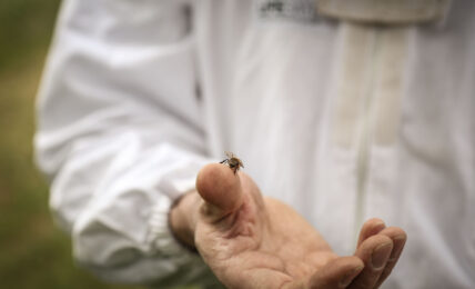 RIGONI DI ASIAGO prende parte alla Giornata mondiale delle api