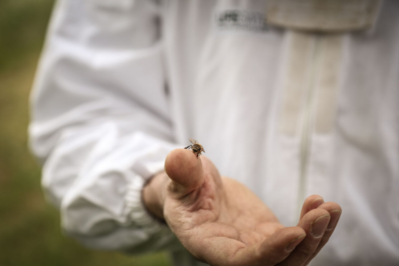 RIGONI DI ASIAGO prende parte alla Giornata mondiale delle api