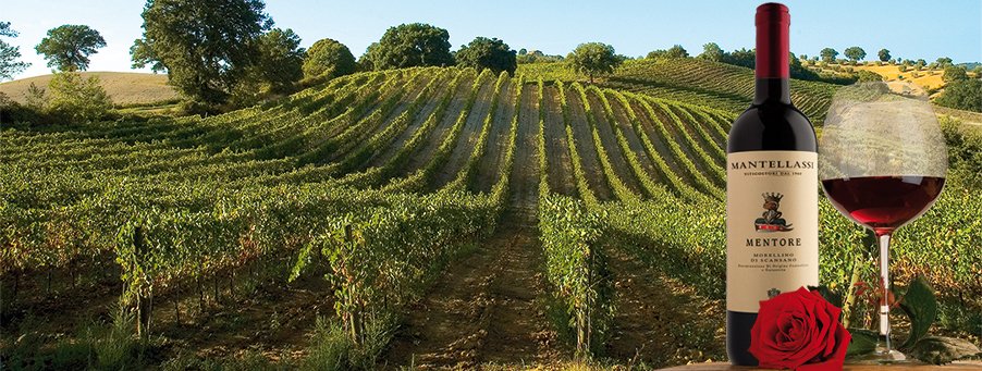 Fattoria Mantellassi, storia e passione per le vigne