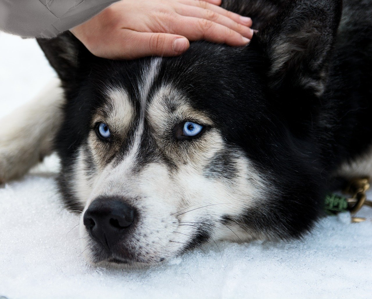 cane da sled dog - foto Pixabay