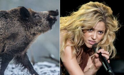Shakira è stata attaccata da cinghiali