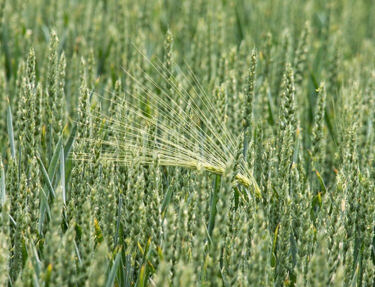 Terpeni: la ricchezza aromatica delle piante e i loro molteplici usi