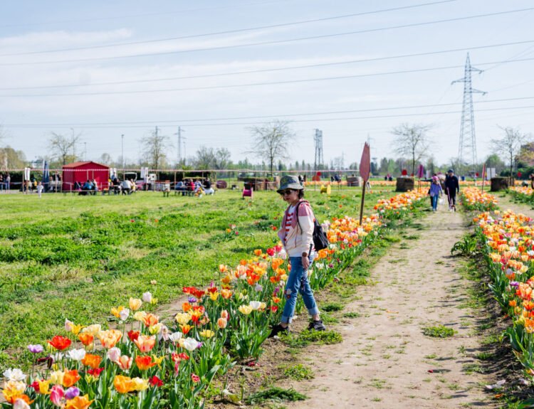 Campo dei tulipani Steflor 2026 a Vimodrone: torna la 7ª edizione con 300 mila fiori e il Tulip Express