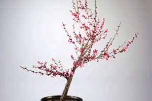 Ikebana_Stile Seika